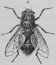 Insect drawing