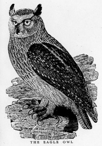 The Eagle Owl By Thomas Bewick